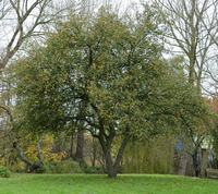 Sturmer Pippin apple tree